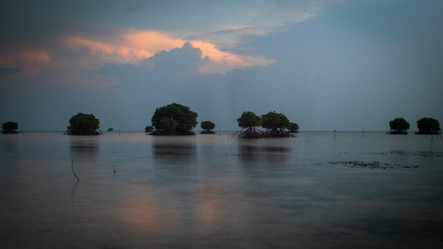 Mangrove tree at morning in rengge beach, pari island, Indonesia