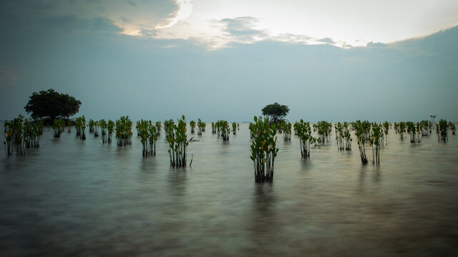 Mangrove seedling formation at Rengge Beach, Pari Island, Indonesia