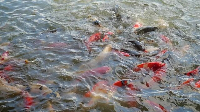 Colorful Koi pond carp fish water surface outdoors. Japanese Oriental farming koi fish beautiful natural aquatic garden. japanese goldfish colorful aqua animal swim and feeding outdoors background