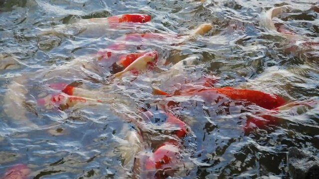 Colorful Koi pond carp fish water surface outdoors. Japanese Oriental farming koi fish beautiful natural aquatic garden. japanese goldfish colorful aqua animal swim and feeding outdoors background