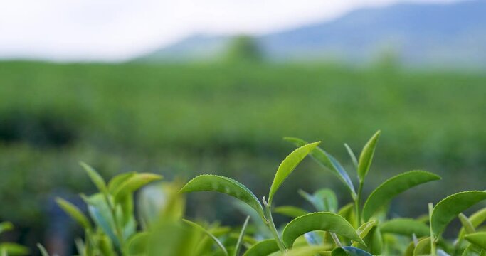 Green tea tree leaves field Fresh young tender bud herbal in farm on summer morning. Sunlight Green tea tree plant camellia sinensis in organic farm. Close up Tree tea plant green nature in morning