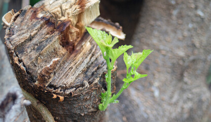 young green plant on tree