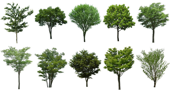 樹木切り抜きセット透過PNG背景白-Cutout Tree