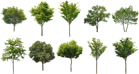 樹木切り抜きセット透過PNG背景白-Cutout Tree