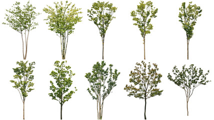 樹木切り抜きセット透過PNG背景白-Cutout Tree