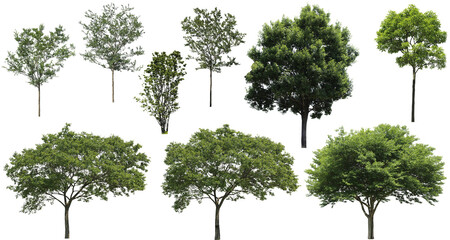 樹木切り抜きセット透過PNG背景白-Cutout Tree