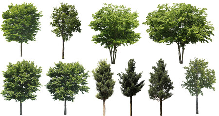 樹木切り抜きセット透過PNG背景白-Cutout Tree