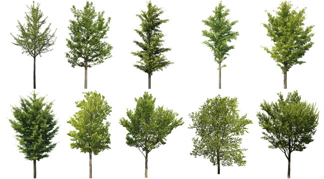 樹木切り抜きセット透過PNG背景白-Cutout Tree