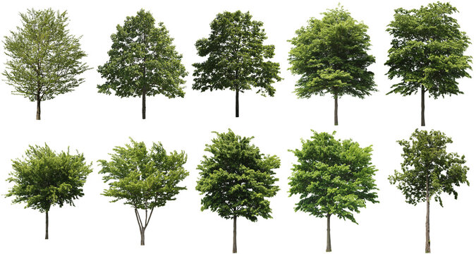 Fototapeta 樹木切り抜きセット透過PNG背景白-Cutout Tree