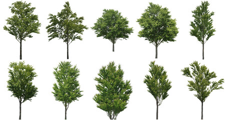 樹木切り抜きセット透過PNG背景白-Cutout Tree