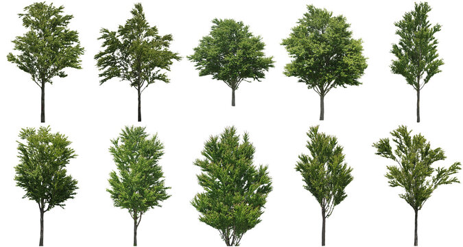 樹木切り抜きセット透過PNG背景白-Cutout Tree