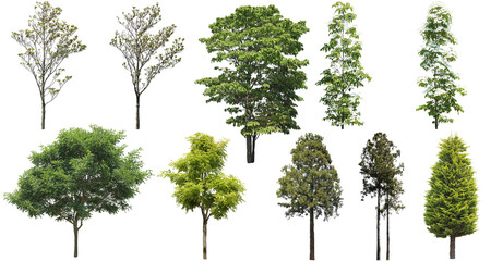 樹木切り抜きセット透過PNG背景白-Cutout Tree