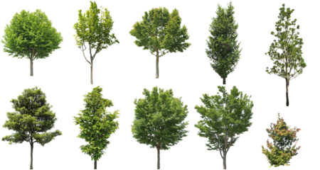 樹木切り抜きセット透過PNG背景白-Cutout Tree