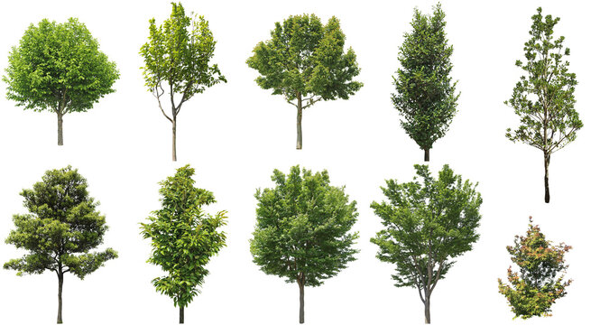 樹木切り抜きセット透過PNG背景白-Cutout Tree