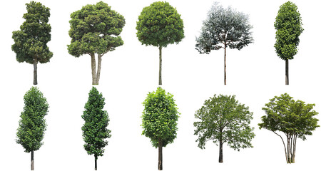 樹木切り抜きセット透過PNG背景白-Cutout Tree