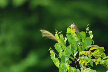 鳴いているホオジロ