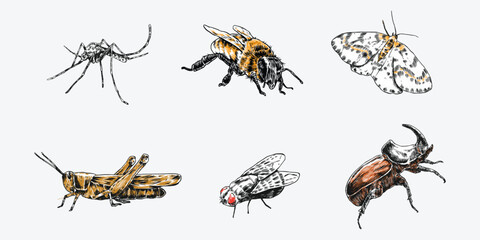 Hand drawn engraving of insects, bugs. Mosquito, bee, butterfly, grasshopper, fly, rhinoceros beetle. Colorful vector illustration.