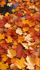 Fototapeta premium autumn leaves background
