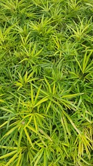 green grass background