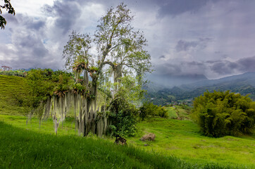 tree in the field with moss