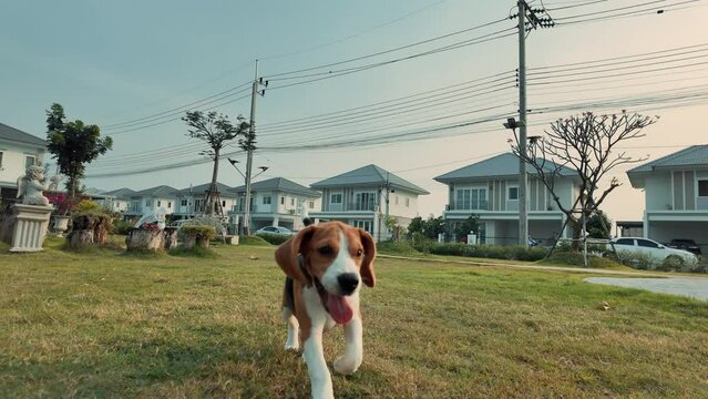 Beagle dog runs at camera on the grass at playground. Slow motion video. Long ears flap and fly in air, doggy rush towards, look straight to camera