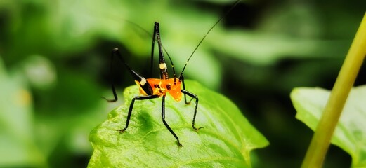 spider on a leaf