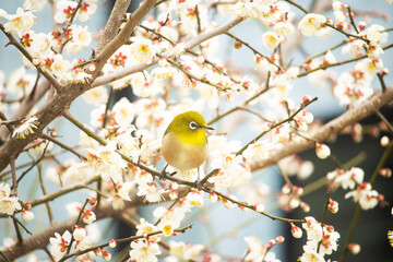 くちばしに花粉をつけたメジロ