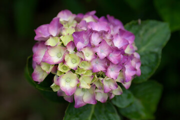 pink and purple hydrangea flowers