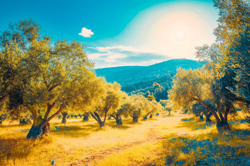Fototapeta premium Olive trees garden, mediterranean olive field ready for harvest.