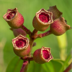 Senggani is also known as semuka and cengkodok