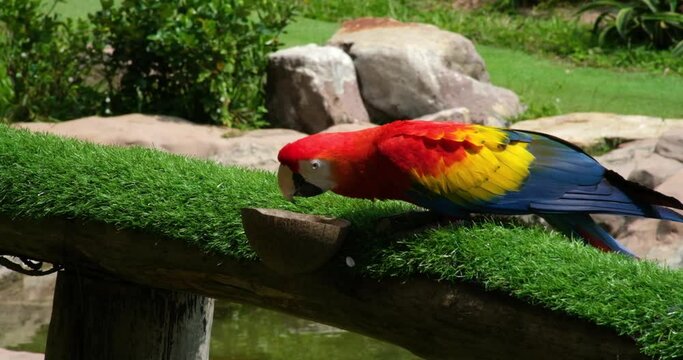 Macau parrot funny giant parrot Close-up picture. Selective focus. Exotic brazilian bird. Macaw Ara ararauna portait