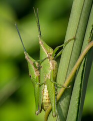 a green grasshopper is holding his child