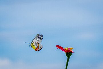 Butterflies leave wilted flowers