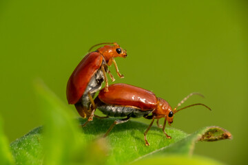 Orange leaf beetle, Aulacophora indica, 