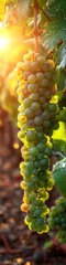 grapes growing in a beautiful green vineyard at dusk