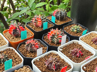 Gymnocalycium cacti in pots adorning the garden beautifully