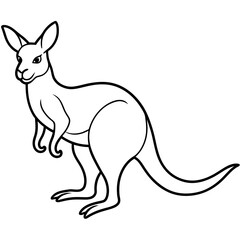kangaroo illustration