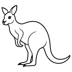 kangaroo vector illustration