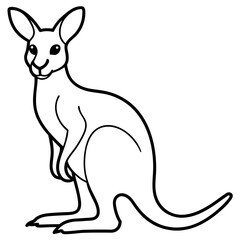 kangaroo illustration vector illustration