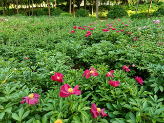 China,  Luoyang, China Luoyang Peony Cultural Festival , multi-colored, pink, crimson, white peonies blooming

