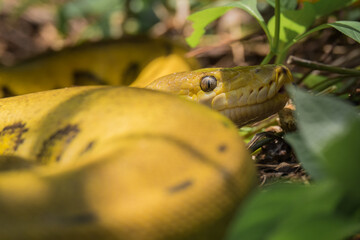a yellow python was snaking through the garden