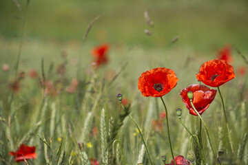 Bright red poppy flower in a green wheat field on a sunny day