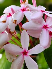 Pink flowers