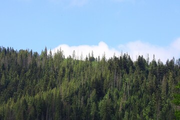 Tall evergreen trees on a blue sky