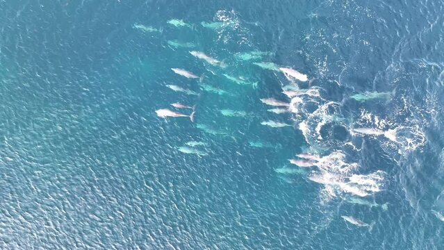 A pod of Spinner dolphins, Stenella longirostris, swims through blue seas in a remote part of Indonesia. These small, agile, and shy cetaceans are relatively common throughout the Indo-Pacific region.