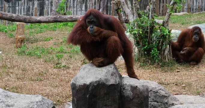 feMale adult Orangutan Sitting On The Grass Under The Shade Of a Tree. Orangutans, great apes, tropical forests