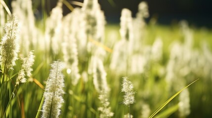 Fototapeta premium Grass flower with beautiful sunset and soft focus, wheat field in the summer