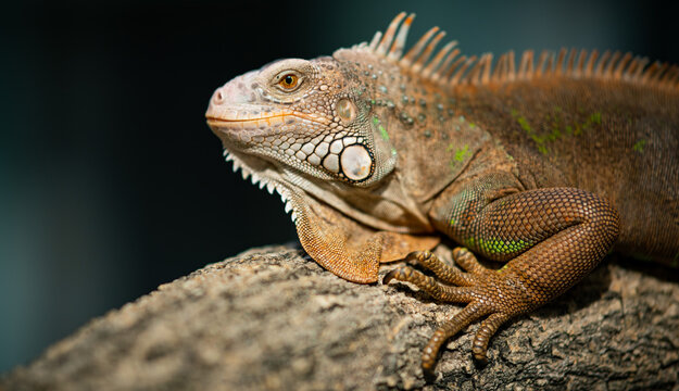 lizard, animal, green lizard with blur background
