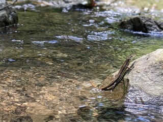 ニホンカナヘビ