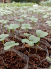 
Vegetable seeds are sown in areas of land where the nursery is fertile and healthy
